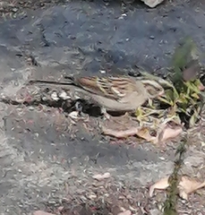 Spizella passerina