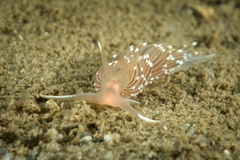 Facelina bostoniensis