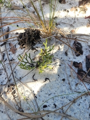 Selaginella arenicola