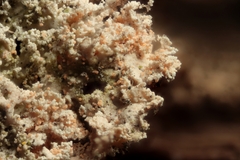 Erythricium aurantiacum