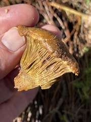 Lactarius rubidus