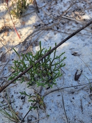Selaginella arenicola