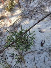 Selaginella arenicola