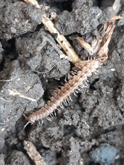 Polydesmus
