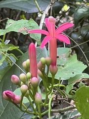 Ipomoea repanda