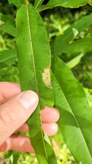 Mompha raschkiella