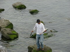 Oncorhynchus gorbuscha