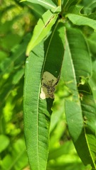 Mompha raschkiella