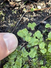 Lunularia cruciata