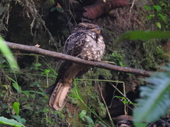 Antrostomus carolinensis