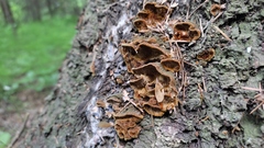 Phellinus abietis