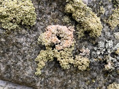 Erythricium aurantiacum