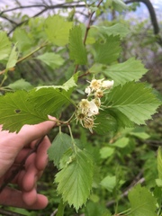 Crataegus chrysocarpa chrysocarpa