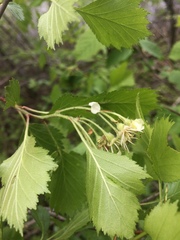 Crataegus chrysocarpa chrysocarpa