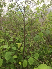 Crataegus chrysocarpa chrysocarpa