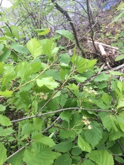 Crataegus chrysocarpa chrysocarpa