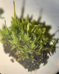 Funaria hygrometrica