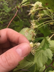 Crataegus chrysocarpa chrysocarpa