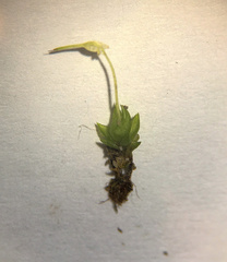 Funaria hygrometrica