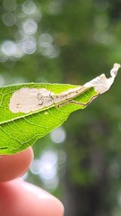 Mompha raschkiella