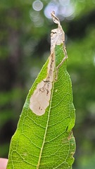 Mompha raschkiella