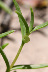 Delosperma versicolor