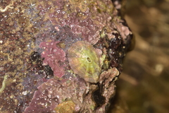 Diodora