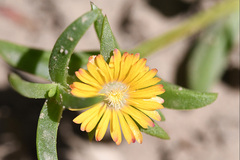 Delosperma versicolor