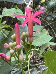 Ipomoea repanda