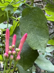 Ipomoea repanda