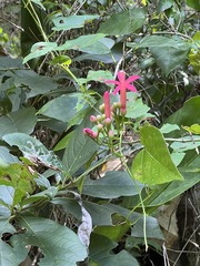 Ipomoea repanda