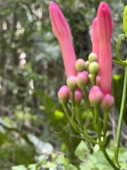 Ipomoea repanda