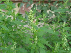 Chenopodium ficifolium