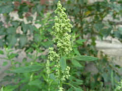 Chenopodium ficifolium