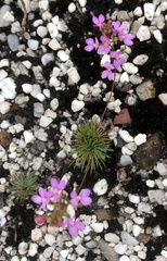 Stylidium lineare