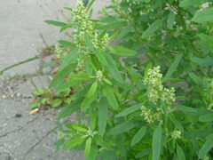 Chenopodium ficifolium