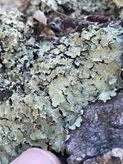 Flavopunctelia flaventior