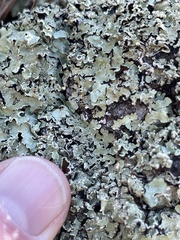 Flavopunctelia flaventior