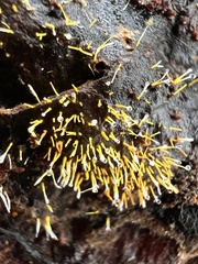 Gliocladium polyporicola