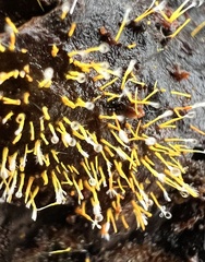 Gliocladium polyporicola