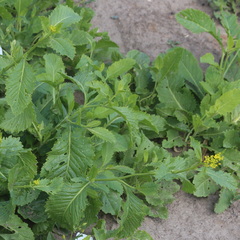 Rorippa × armoracioides