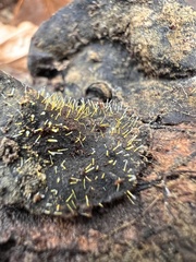 Gliocladium polyporicola
