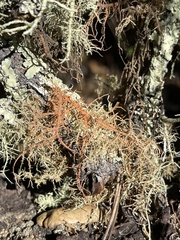 Usnea rubicunda
