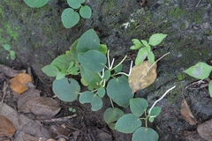 Peperomia lanceolatopeltata