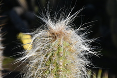 Oreocereus celsianus