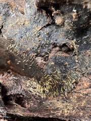Gliocladium polyporicola
