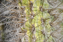 Oreocereus celsianus