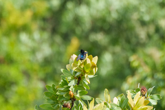 Nectarinia johnstoni