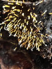 Gliocladium polyporicola