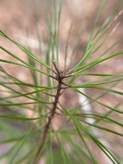 Pinus glabra